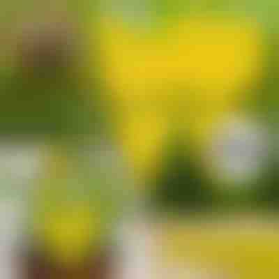 Trappole appiccicose per mosche (10 pz) | BUGILURE