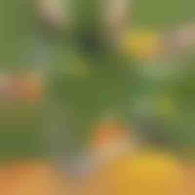 Affettatrice per ananas | ANANASS