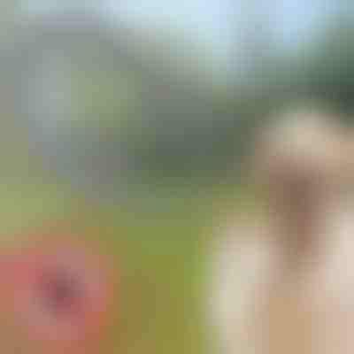 Un collare che respinge zecche e pulci, per cani e gatti | PETPROTECT