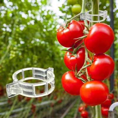 Clip di supporto per piante da giardino (300 pezzi) | TOMACLI