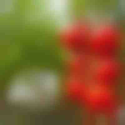 Clip di supporto per piante da giardino (300 pezzi) | TOMACLI